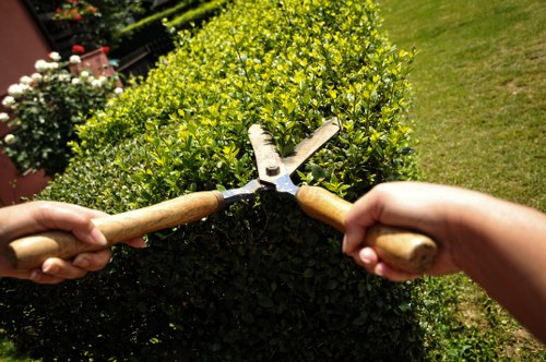 Safety measures during tree lopping and removal in Ealing