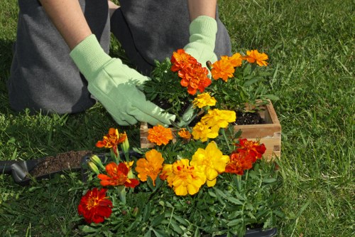 Choosing a reliable hedge trimming service in Ealing