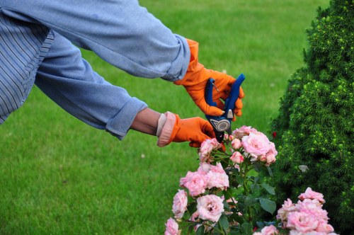 Ealing tree maintenance services and consultation